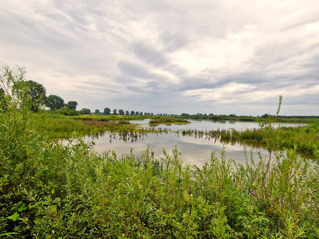 Oeverzone Diedensche Uiterwaard - foto Jildert.jpg